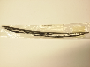 Windshield Wiper Blade (Front)